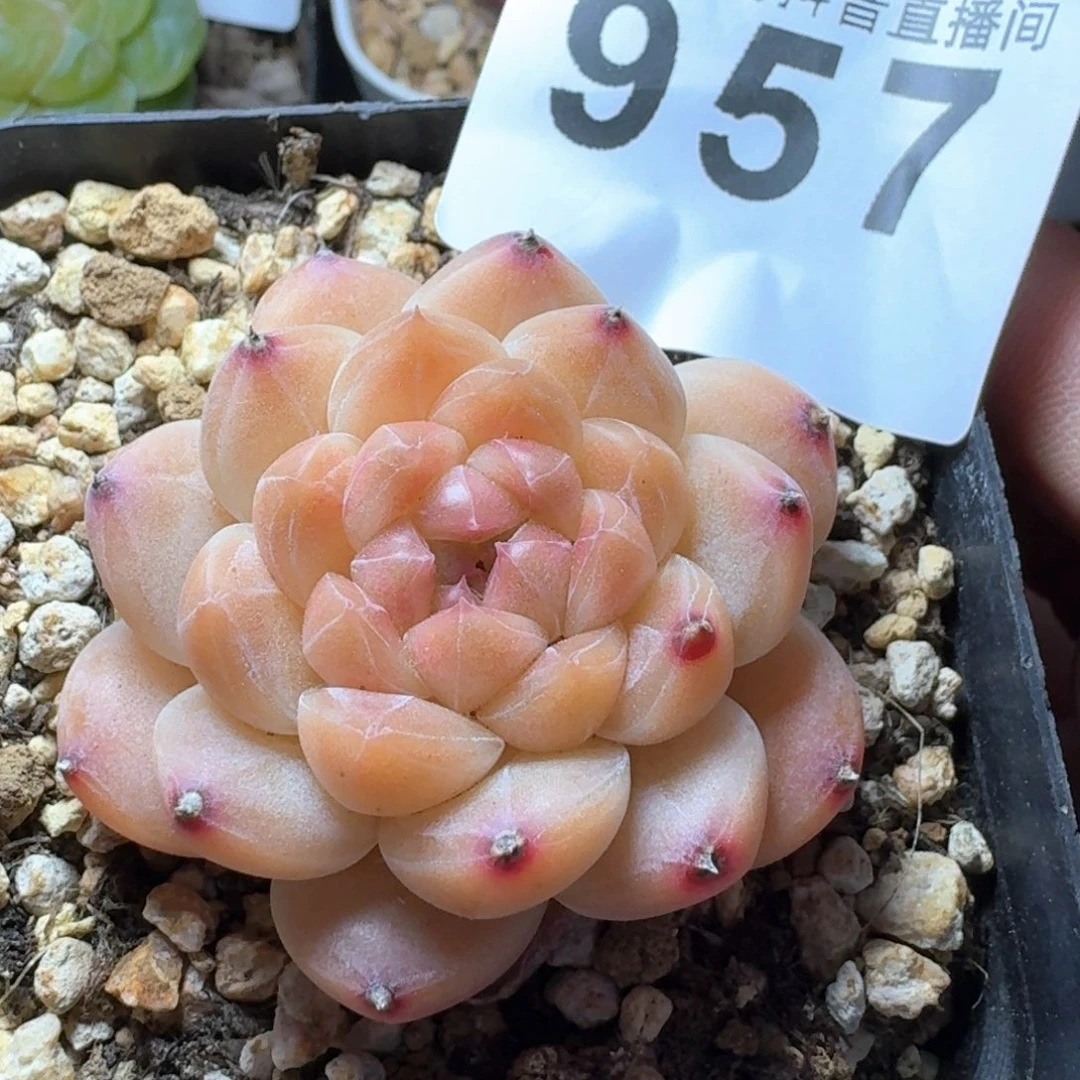 冰魄         多肉植物