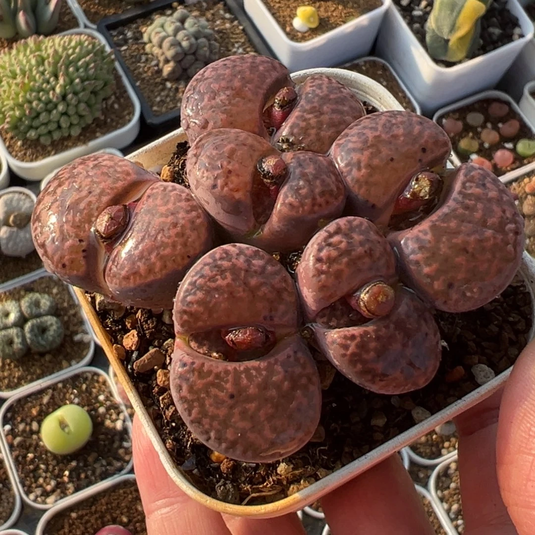 393a血红石榴群带盆