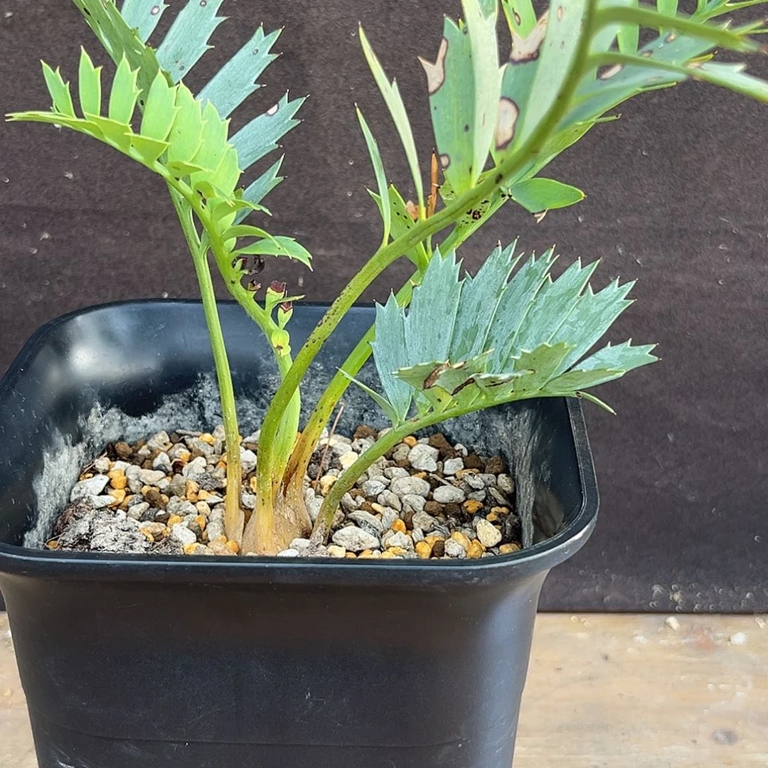 汤圆植物正版蓝棘铁