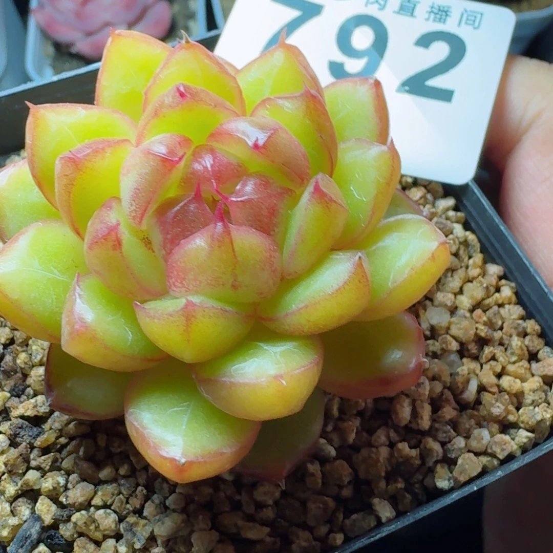 糖果珍妮      愿你一路坦途，乘风破浪展宏图