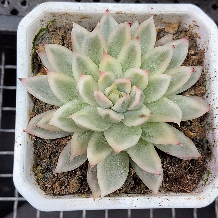 白水晶锦多肉植物