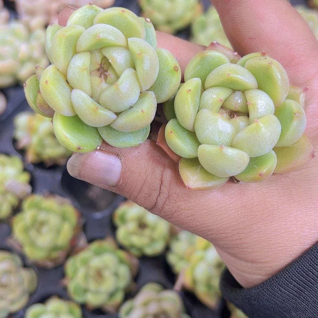 蓝水鬼珍妮2个19包邮