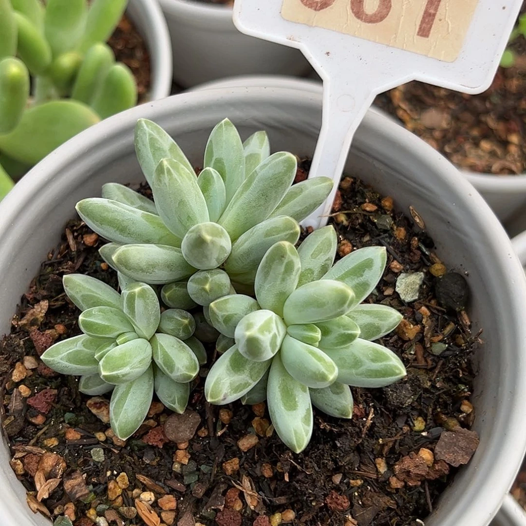伊卡鲁斯多肉植物381