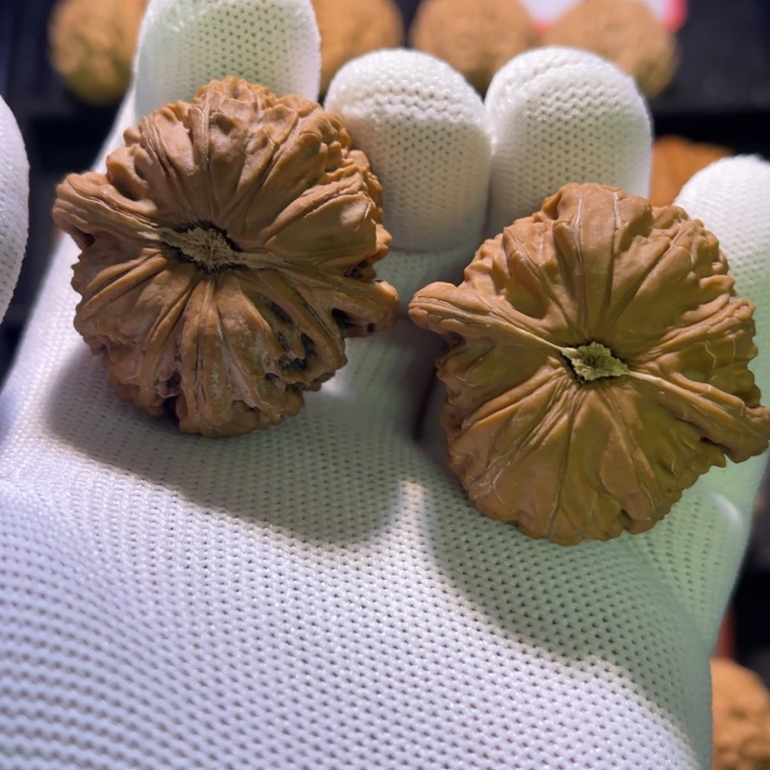 秦皇岛山地果全品40闷白—61