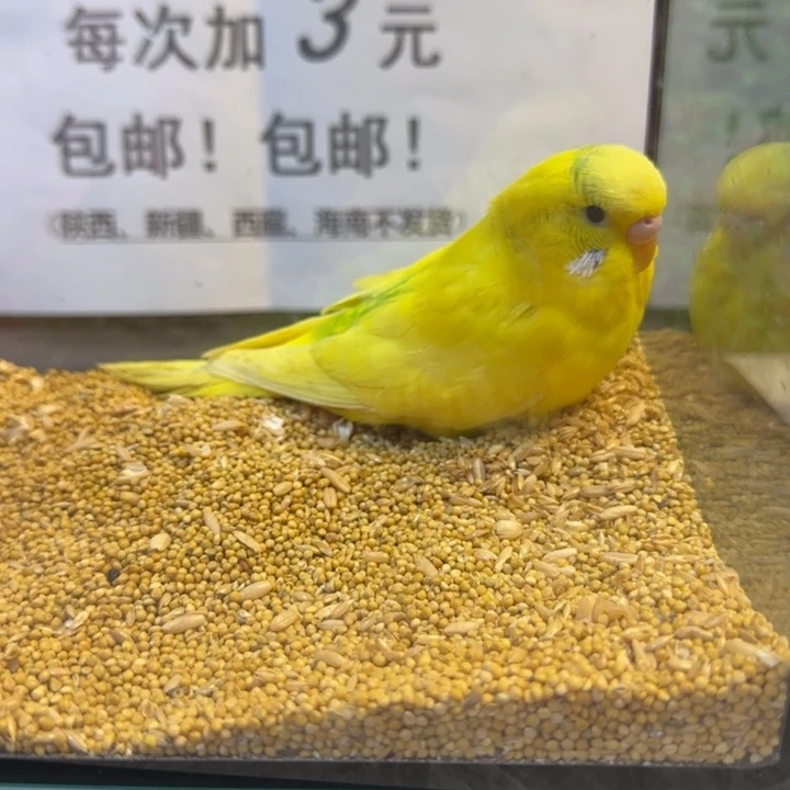 虎皮鹦鹉大头虎皮鹦鹉