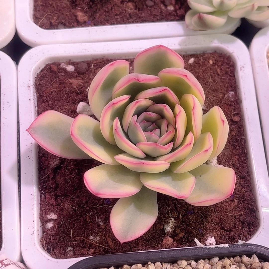 你***看尚品园艺福利锦雨燕座头盖