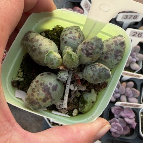 216海豹多肉植物多