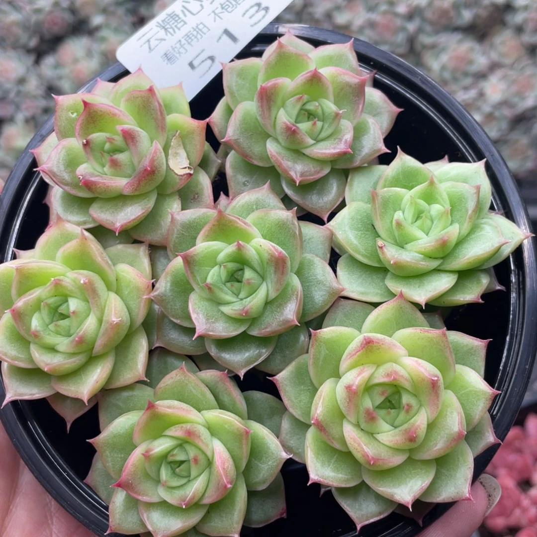 云糖心多肉植物513