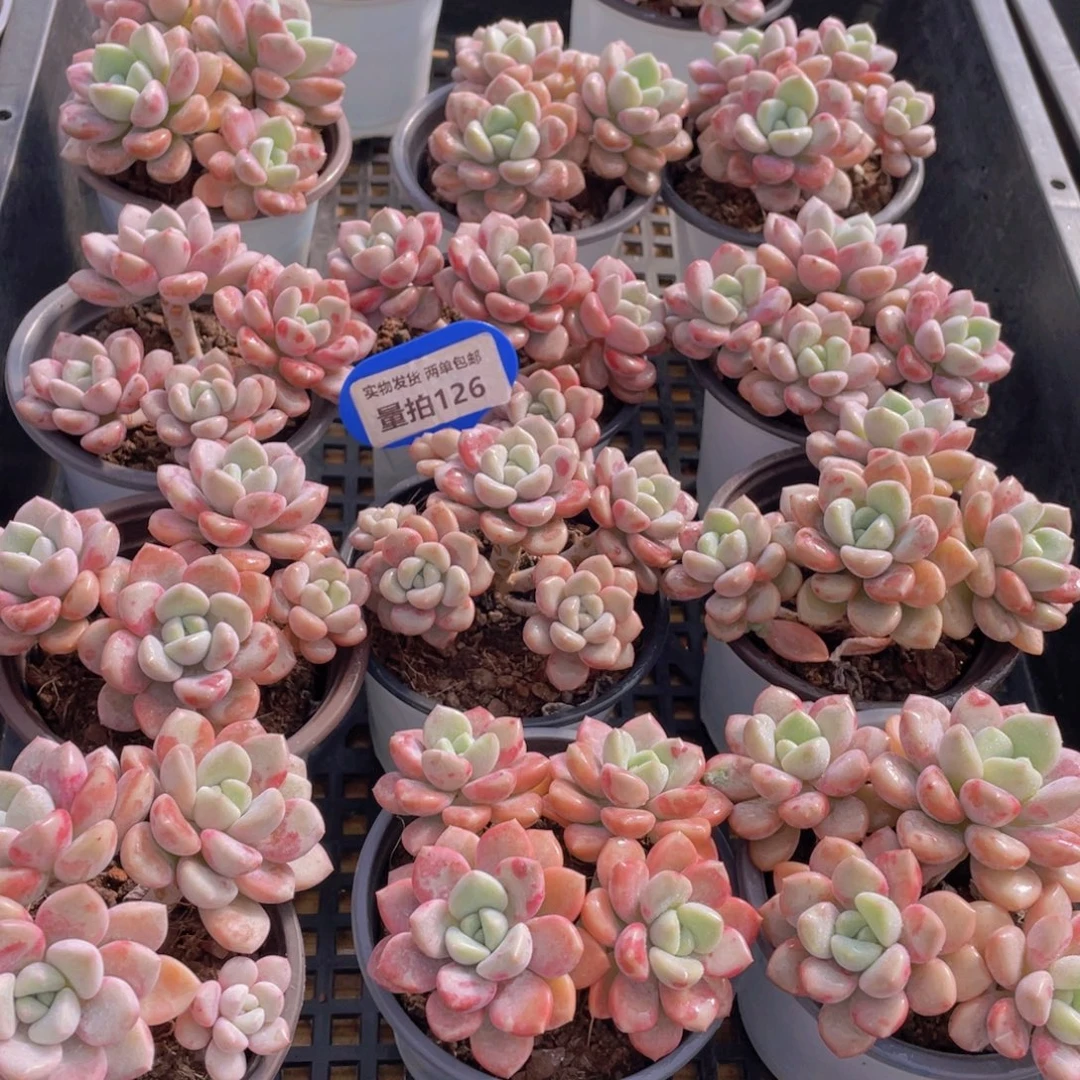 量拍126号 白鹭花斑鹭老桩大群生四头起一个