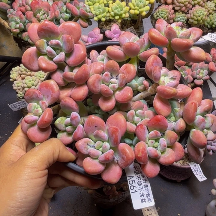 樱花洛神561/16cm多肉