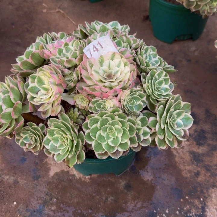 00000000000741玉芙蓉