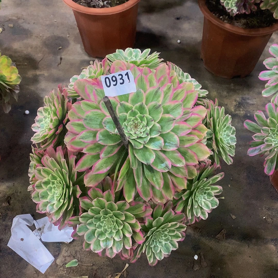 丁*多肉糖衣炮弹.0931.000000