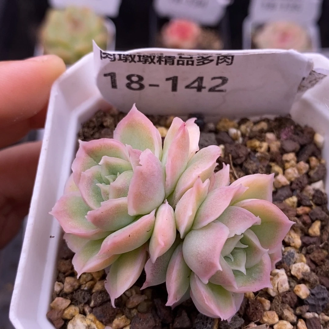 【闪购商品】18-142