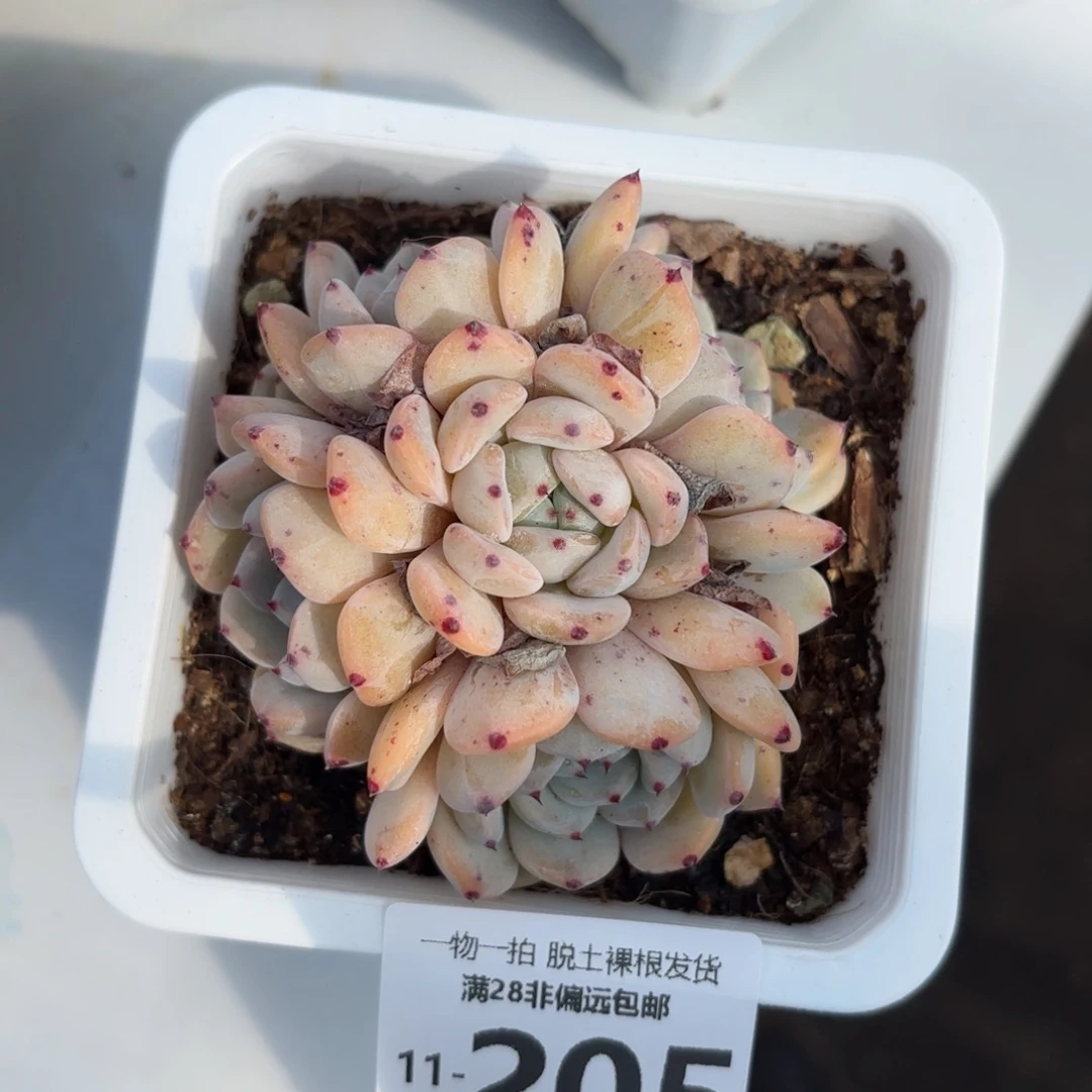 雪爪老桩多肉多肉