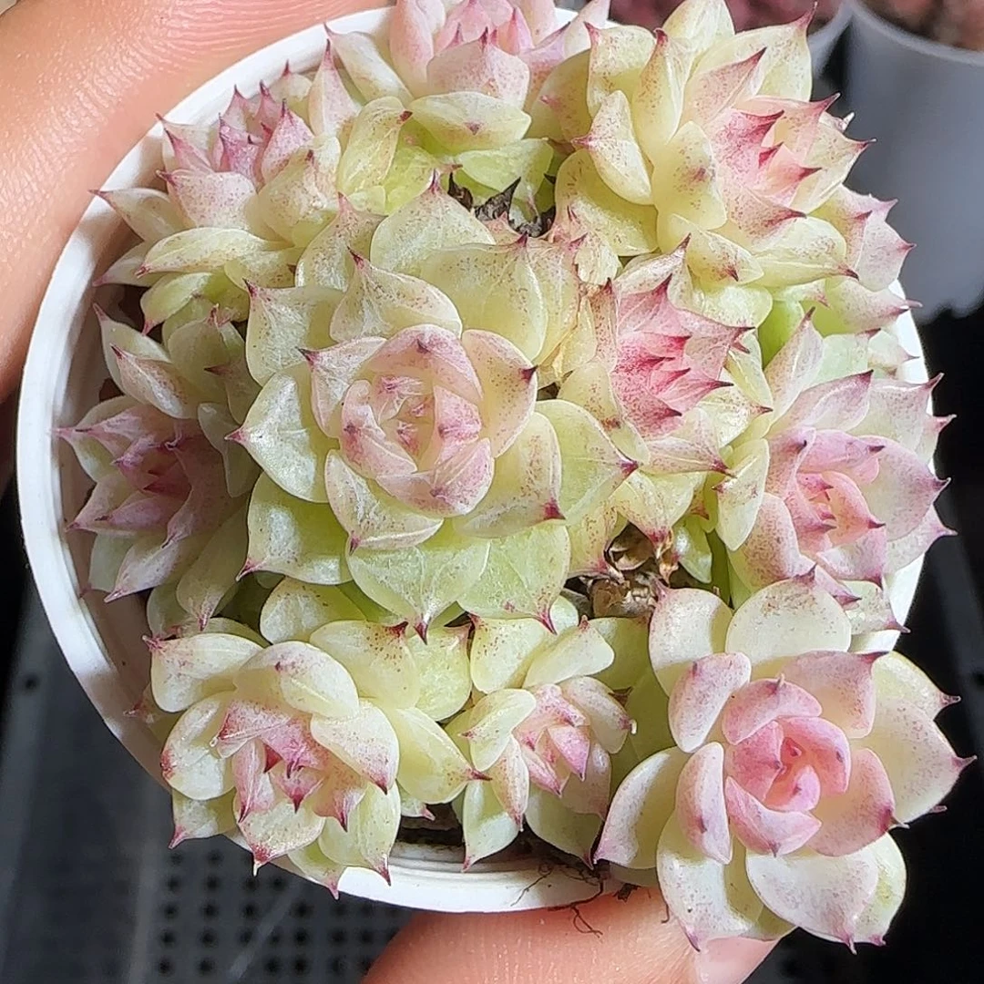 多肉1219-204小魔仙