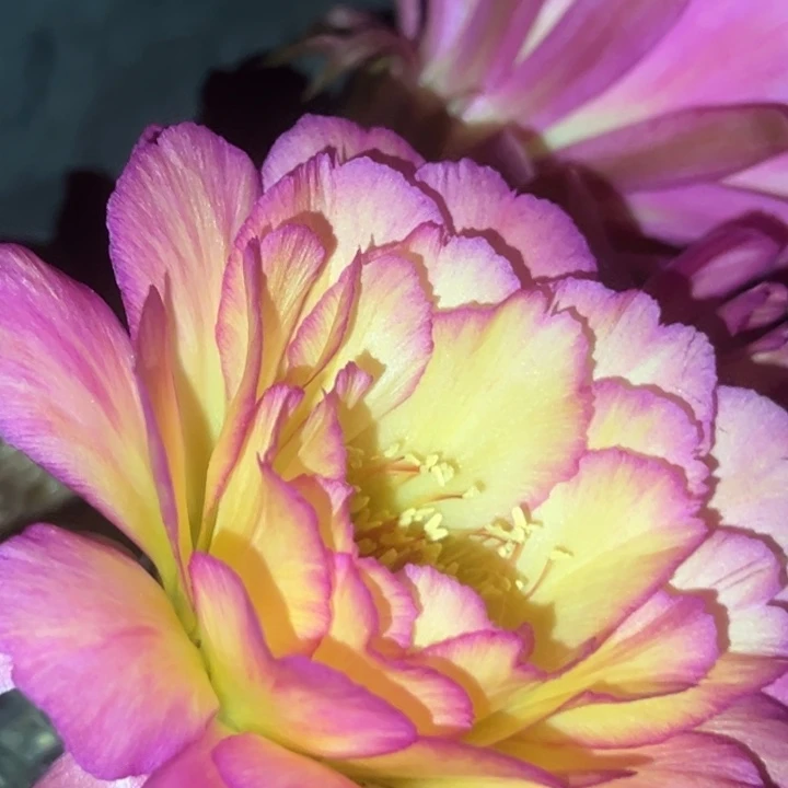 清清苏乞儿侧牙瑕疵黑点歪