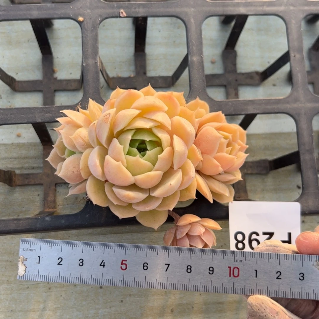 美*女298 多肉植物组合盆栽