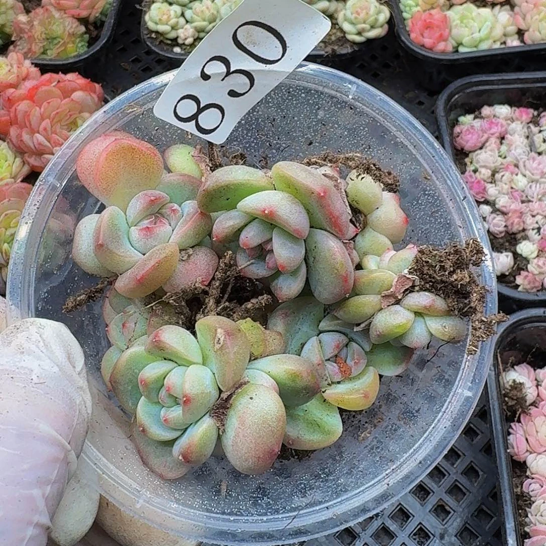 博***?多肉植物多肉植物830