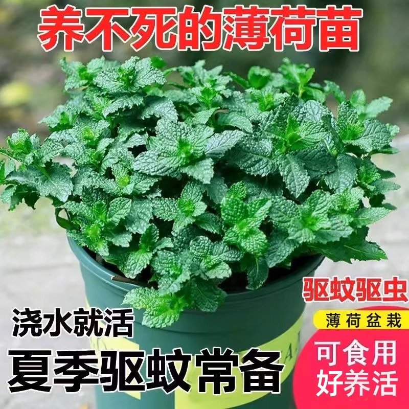 《薄荷》夏季驱蚊必备 可食用 盆栽