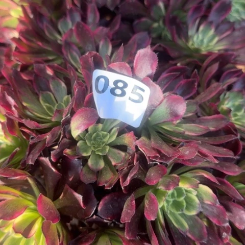 法师雪浪18-40多肉