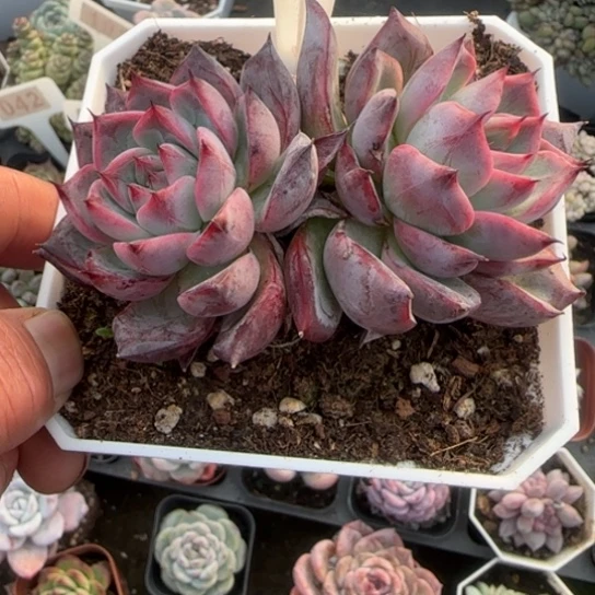 281黑天鹅多肉植物多