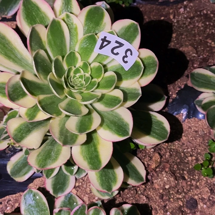 324红楼梦多肉植物处理不售后