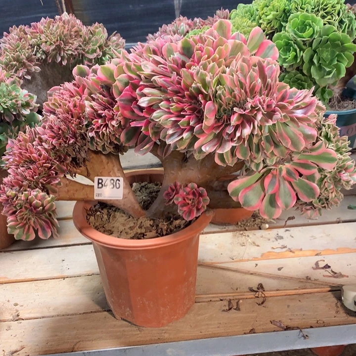 486粉女郎多肉法师