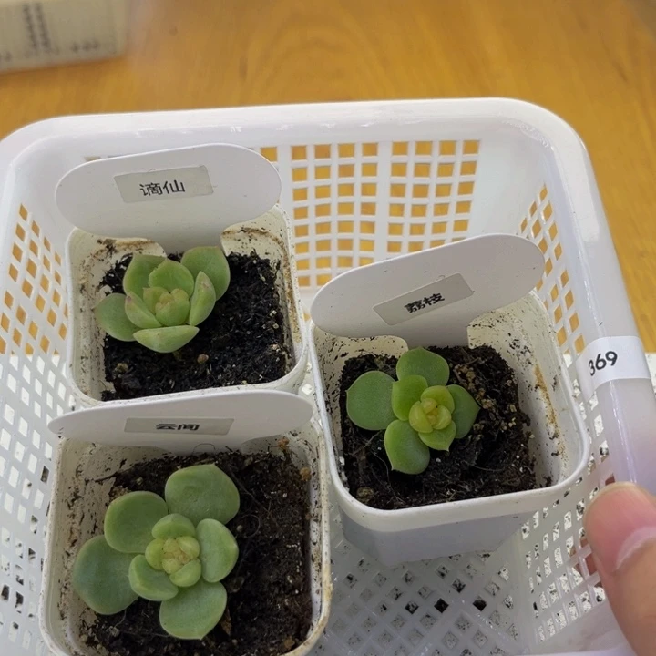 369 多肉植物多肉植物