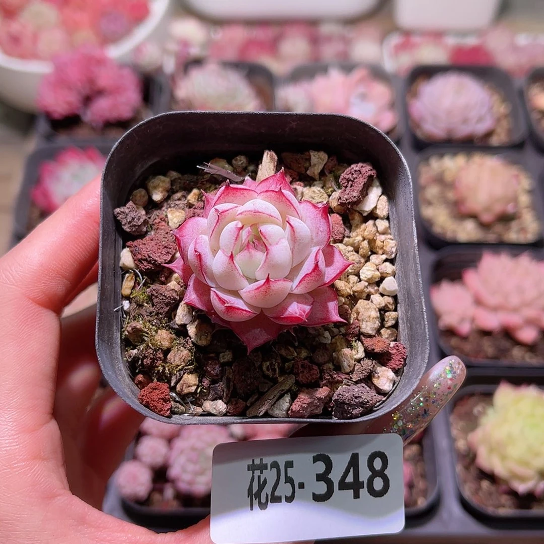 花利美25-348女王