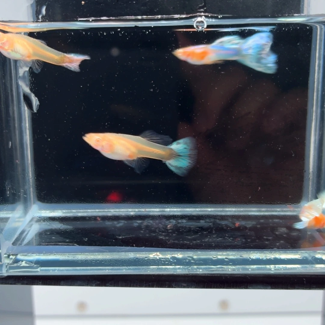 孔雀鱼新加蓝马赛克微瑕两对(6)