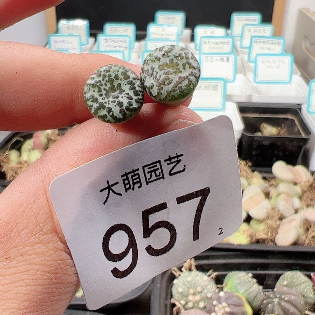 0000957 一物一拍……