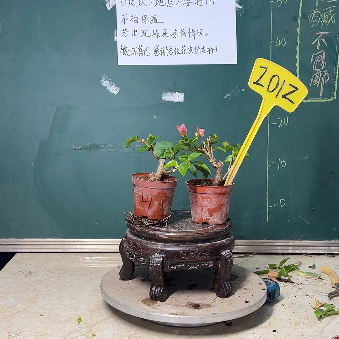 完全开放 绿樱掌中宝 水晶掌中宝 2012