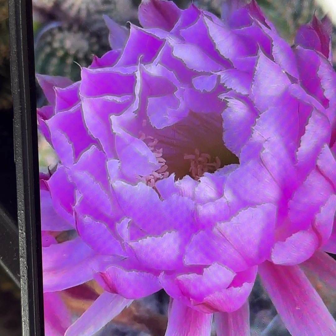 风雅彩侧牙20包邮仙人球29