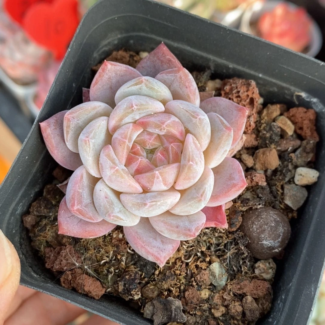 精品多肉一物一拍179