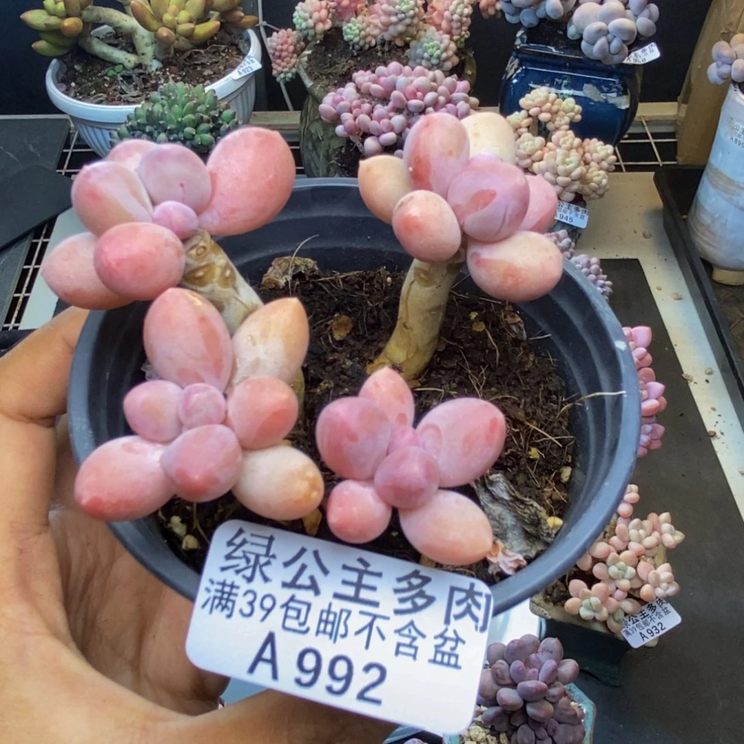 992香水手指奶多肉7c m