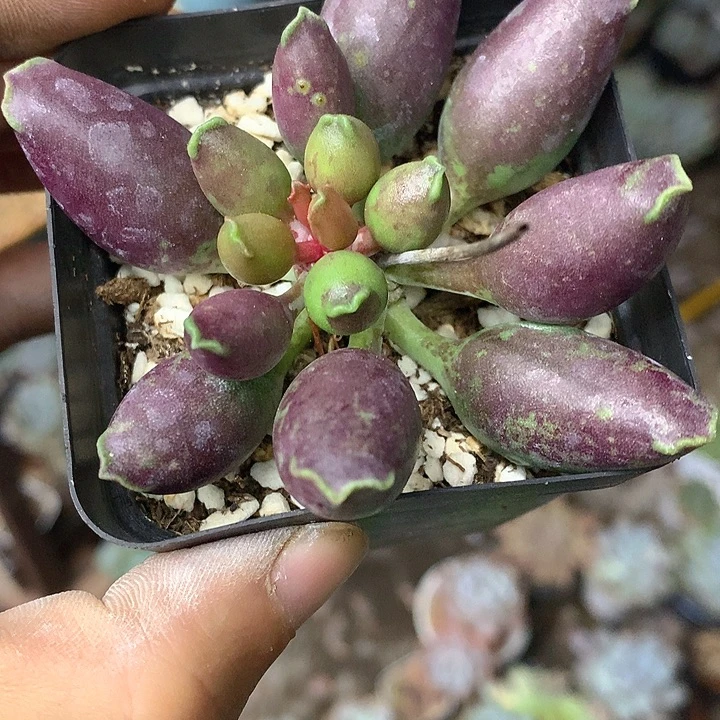 老猫猫多肉一物一拍