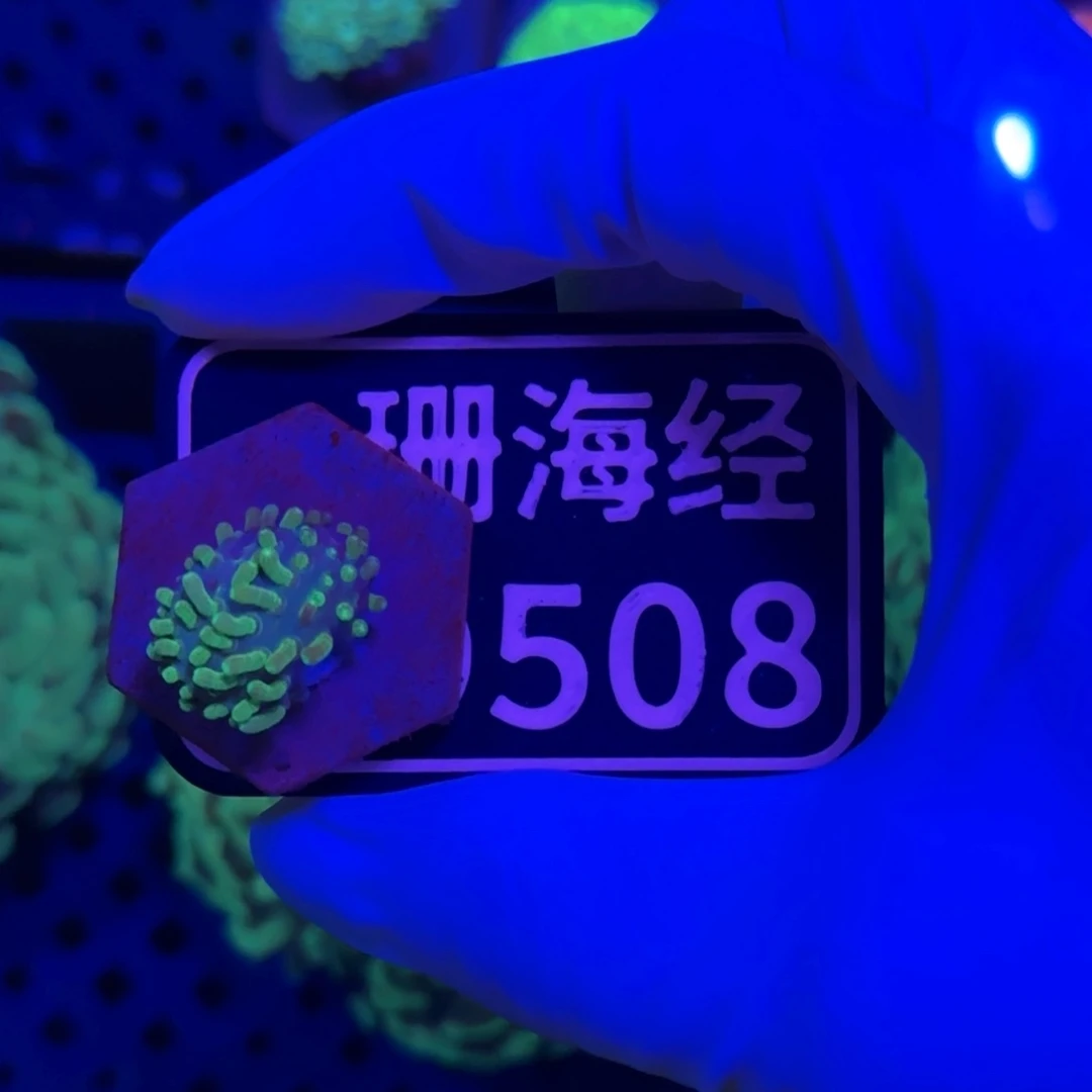 山***店纽扣珊瑚又又不包邮皮革D508