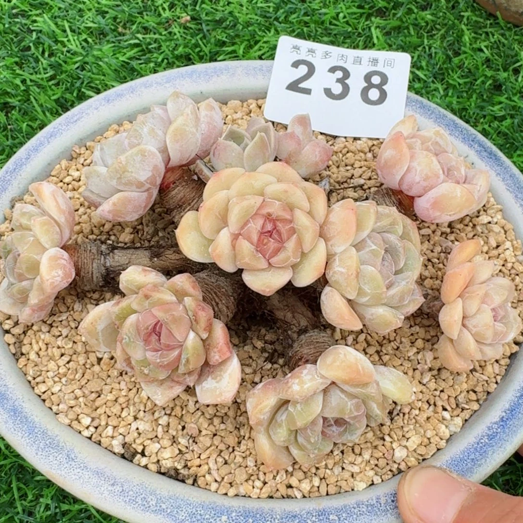 汉堡      愿你一路坦途，乘风破浪展宏图