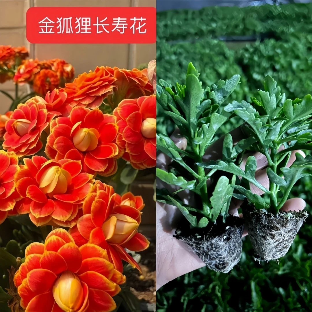 四季懒人绿植金狐狸长寿花苗新品盆栽金丝雀重瓣长寿花小苗大全
