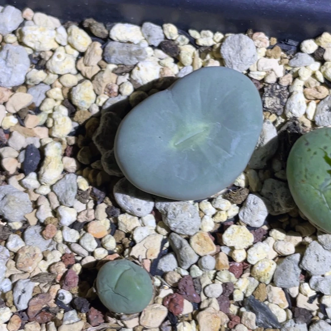 p嘴单头植物一物一拍