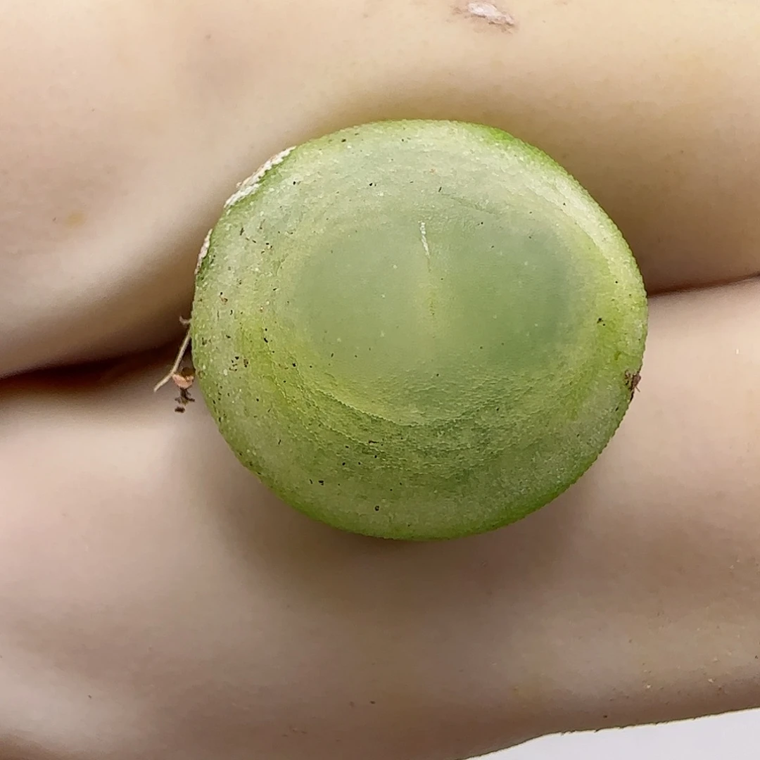 625日系大红拉登