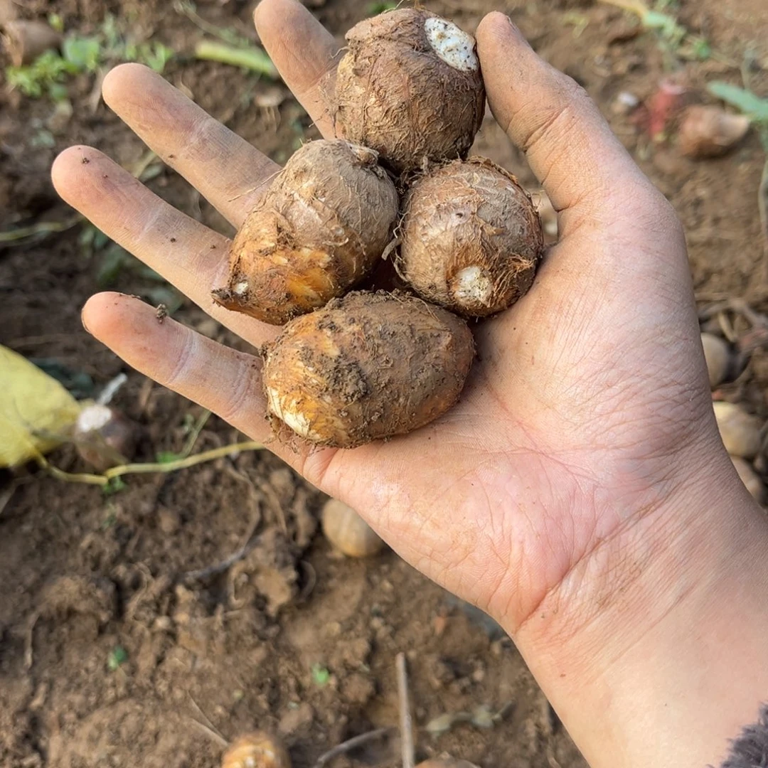 中国大陆直播间闪购乒乓球大小芋儿5斤