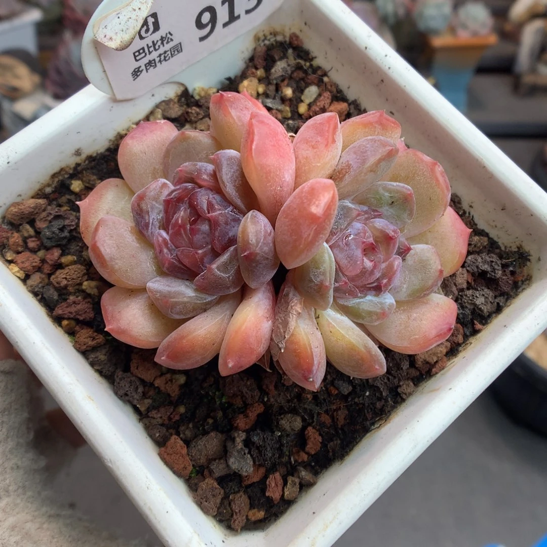 913双头红色恋人多肉植物