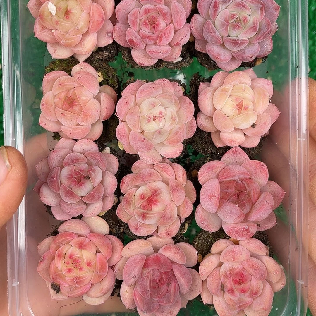 多肉一物一拍29-91