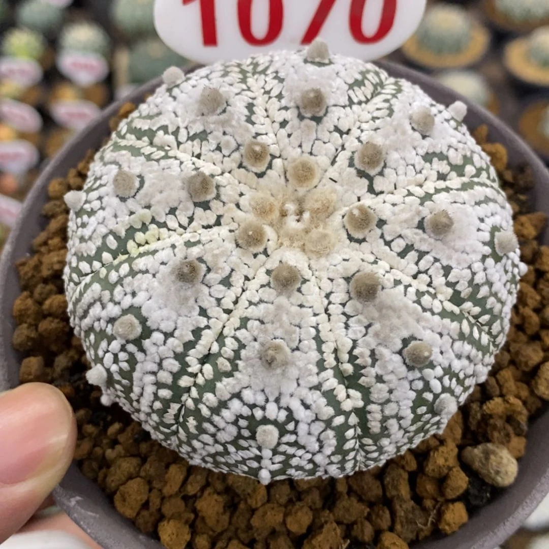 1070厚绒白奇迹兜