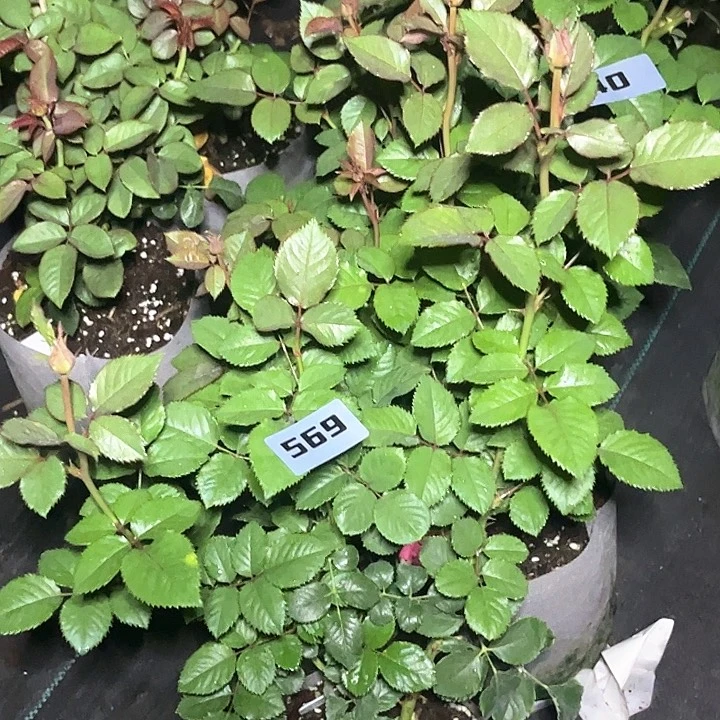 当前无花朵，栽培后可花朵焦糖布丁569号