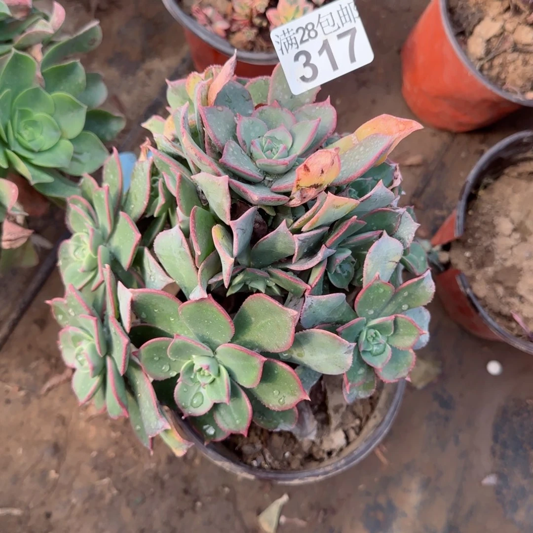 粉仙桃多肉317满28包邮断枝不包会氧化黑斑