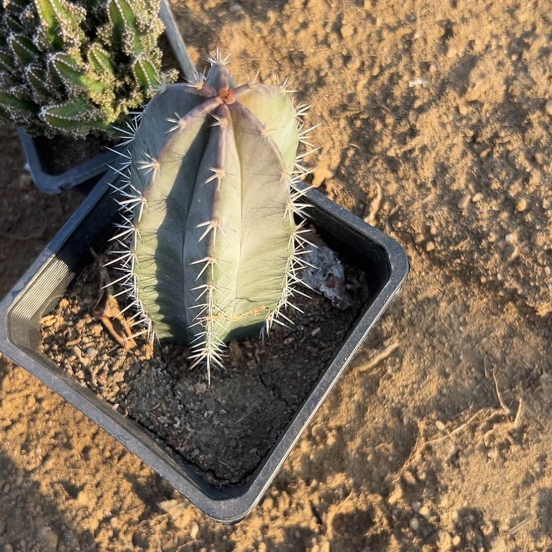 多肉植物朝雾阁开花