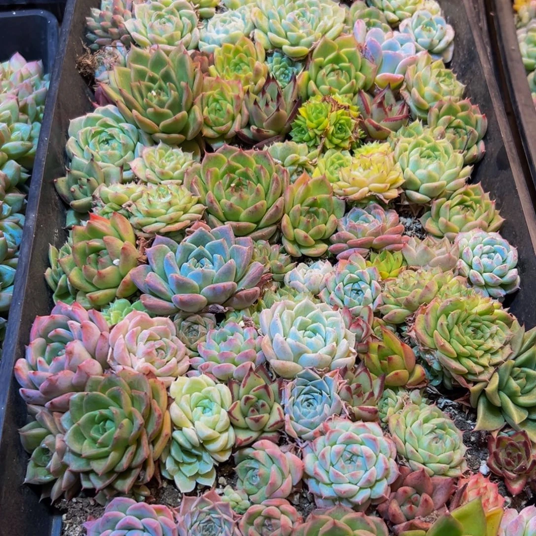 477的日子过的好吗