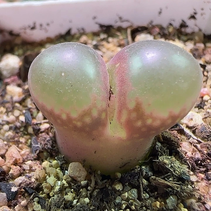 开播福利来啦。 877